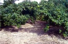 大山 田宮農園 ゆず畑