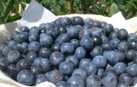 ＜旬物＞ブルーベリー（生）１kg（冷蔵）【６月下旬〜８月下旬頃の発送】