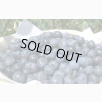 ＜旬物＞ブルーベリー（生）１kg（冷蔵）【６月下旬〜８月下旬頃の発送】