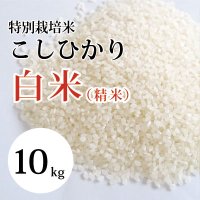 特別栽培米こしひかり （白米）10kg 　（令和５年 大山町産）