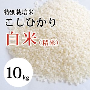 画像1: 特別栽培米こしひかり （白米）10kg 　（令和５年 大山町産）