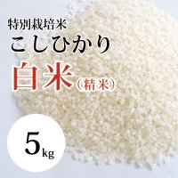 特別栽培米こしひかり 5kg（令和3年 大山町産）