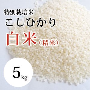 画像1: 特別栽培米こしひかり 5kg（令和3年 大山町産）