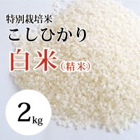 特別栽培米こしひかり(白米） 2kg （令和5年 大山町産）