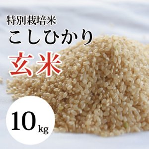 画像1: 特別栽培米こしひかり(玄米) 10kg　（令和５年 大山町産）