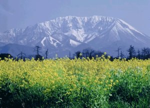 画像2: ＜大山町産＞【大山養蜂園】はちみつ 300g