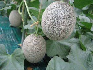 画像3: 【予約販売】大山タカミメロン 秀4Ｌ(4玉）【6月下旬〜7月中旬頃発送】★数量限定★