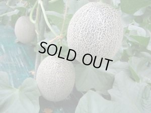 画像3: 【予約販売】大山タカミメロン 秀4Ｌ(4玉）【6月下旬〜7月中旬頃発送】★数量限定★
