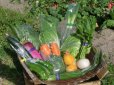 画像2: ふるさと便　〜新鮮な大山町産の旬野菜を箱いっぱいに詰めました   (2)