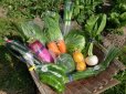 画像2: 【定期コース】ふるさと定期便　新鮮な大山町産の旬野菜を箱いっぱいに詰めました (2)
