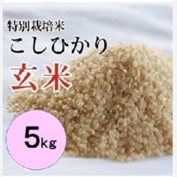 特別栽培米こしひかり(玄米) 5kg （令和５年 大山町産）