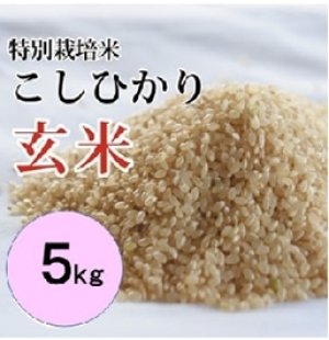 画像1: 特別栽培米こしひかり(玄米) 5kg （令和５年 大山町産）