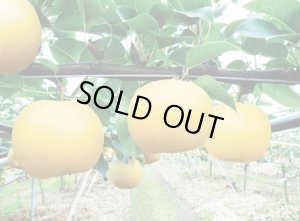 画像5: ☆当店限定！数量限定！＜先行予約販売＞鳥取県大山町産・二十世紀梨（20世紀梨）＆新甘泉　最高ランク “赤秀” ３個ずつの詰め合わせ　合計６玉（４L〜３L）【８月下旬頃より順次発送】※サイズ、玉数のご指定はお受け出来ません。どちらかのサイズ、玉数でのお届けになります。