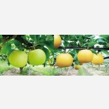 ☆当店限定！数量限定！＜先行予約販売＞鳥取県大山町産・二十世紀梨（20世紀梨）＆新甘泉　最高ランク “赤秀” ３個ずつの詰め合わせ　合計６玉（４L〜３L）【８月下旬頃より順次発送】※サイズ、玉数のご指定はお受け出来ません。どちらかのサイズ、玉数でのお届けになります。