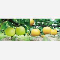 ☆当店限定！数量限定！＜先行予約販売＞鳥取県大山町産・二十世紀梨（20世紀梨）＆新甘泉　最高ランク “赤秀” ３個ずつの詰め合わせ　合計６玉（４L〜３L）【８月下旬頃より順次発送】※サイズ、玉数のご指定はお受け出来ません。どちらかのサイズ、玉数でのお届けになります。