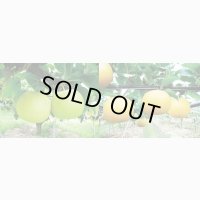 ☆当店限定！数量限定！＜先行予約販売＞鳥取県大山町産・二十世紀梨（20世紀梨）＆新甘泉　最高ランク “赤秀” ３個ずつの詰め合わせ　合計６玉（４L〜３L）【８月下旬頃より順次発送】※サイズ、玉数のご指定はお受け出来ません。どちらかのサイズ、玉数でのお届けになります。