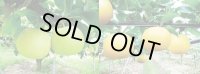 ☆当店限定！数量限定！＜先行予約販売＞鳥取県大山町産・二十世紀梨（20世紀梨）＆新甘泉　最高ランク “赤秀” ３個ずつの詰め合わせ　合計６玉（４L〜３L）【８月下旬頃より順次発送】※サイズ、玉数のご指定はお受け出来ません。どちらかのサイズ、玉数でのお届けになります。