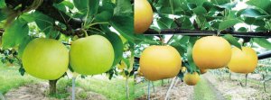 画像1: ☆当店限定！数量限定！＜先行予約販売＞鳥取県大山町産・二十世紀梨（20世紀梨）＆新甘泉　最高ランク “赤秀” ３個ずつの詰め合わせ　合計６玉（４L〜３L）【８月下旬頃より順次発送】※サイズ、玉数のご指定はお受け出来ません。どちらかのサイズ、玉数でのお届けになります。