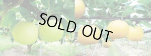 画像1: ☆当店限定！数量限定！＜先行予約販売＞鳥取県大山町産・二十世紀梨（20世紀梨）＆新甘泉　最高ランク “赤秀” ３個ずつの詰め合わせ　合計６玉（４L〜３L）【８月下旬頃より順次発送】※サイズ、玉数のご指定はお受け出来ません。どちらかのサイズ、玉数でのお届けになります。