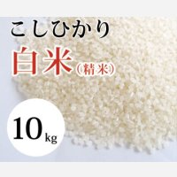 大山町産こしひかり【大山の一粒】(白米） 10kg （令和7年 大山町産）