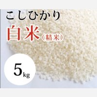 大山町産こしひかり【大山の一粒】(白米） 5kg （令和7年 大山町産）