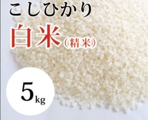 画像1: 大山町産こしひかり【大山の一粒】(白米） 5kg （令和7年 大山町産）