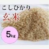 大山町産こしひかり【大山の一粒】(玄米） 5kg （令和8年 大山町産）