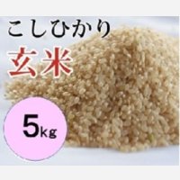 大山町産こしひかり【大山の一粒】(玄米） 5kg （令和8年 大山町産）