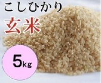 大山町産こしひかり【大山の一粒】(玄米） 5kg （令和8年 大山町産）