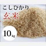 大山町産こしひかり【大山の一粒】(玄米） 10kg （令和8年 大山町産）
