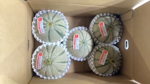 画像2: ☆＜予約販売＞鳥取県産マルセイユメロン5ｋｇ “秀”（4玉〜5玉）【6月上旬〜7月上旬頃発送】　★数量限定★