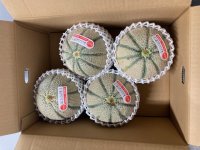 ☆＜予約販売＞鳥取県産マルセイユメロン5ｋｇ “秀”（4玉〜5玉）【6月上旬〜7月上旬頃発送】　★数量限定★