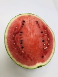 画像4: ☆＜予約販売＞倉吉スイカ “秀”　4L（1玉、約9.5ｋｇ）【6月上旬〜7月上旬頃発送】　 (4)