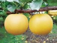画像2: ☆【先行予約販売】大山町産・あきづき  “赤秀”  ３kg 詰 （8〜9玉入/4〜3Ｌサイズ）９月上旬で発送　※サイズ、玉数のご指定はお受け出来ません。どちらかのサイズ、玉数でのお届けになります。 (2)