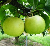 ☆【先行予約販売】大山町産・ハウス二十世紀梨（ハウス20世紀梨） “赤秀” ５kg 詰 （１８玉入/Ｌサイズ）【中元ギフトに最適】【８月上旬発送】