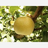 ☆＜先行予約販売＞鳥取県大山町産・新甘泉（しんかんせん） ５kg 詰 （１２〜１４玉入/４〜３Ｌサイズ）【ギフトに最適】【８月下旬より順次発送予定】※サイズ、玉数のご指定はお受け出来ません。どちらかのサイズ、玉数でのお届けになります。