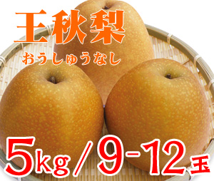 ☆【先行予約販売】大山町産・王秋梨（おうしゅうなし） ５kg 詰 （９〜１２玉入）【ギフトに最適】【１１月初旬頃より発送】