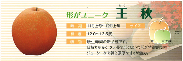 鳥取県大山町産 王秋梨