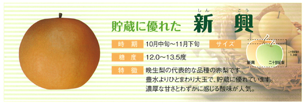 鳥取県大山町産 新興梨