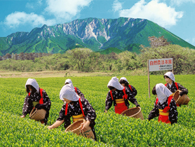 陣構茶生産組合「大山新茶まつり」の様子