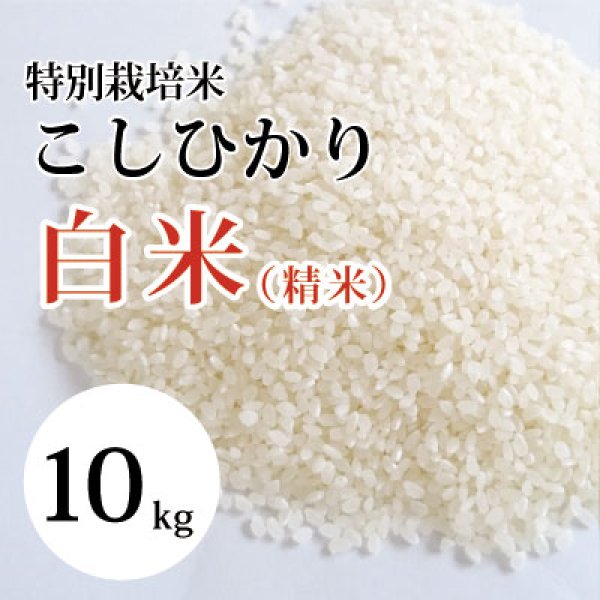 画像1: 特別栽培米こしひかり （白米）10kg 　（令和５年 大山町産） (1)