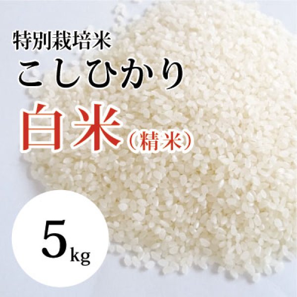 画像1: 特別栽培米こしひかり （白米）5kg （令和5年 大山町産） (1)