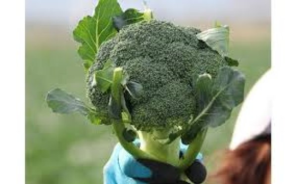 画像3: 大山ブロッコリー『きらきらみどり』５本入り（冷蔵）　【11月上旬より順次発送予定】 (3)