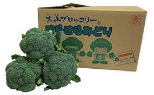 画像2: 大山ブロッコリー『きらきらみどり』５本入り（冷蔵）　【11月上旬より順次発送予定】 (2)