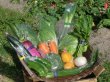 画像2: ふるさと便  〜新鮮な大山町産の旬野菜を箱いっぱいに詰めました  　　　　　　　　　　　　　　　　　　　　　　　　 (2)