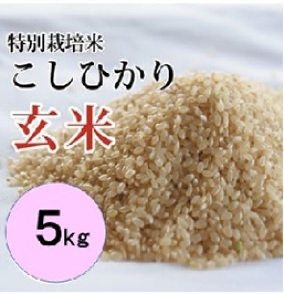 画像1: 特別栽培米こしひかり(玄米) 5kg （令和５年 大山町産） (1)