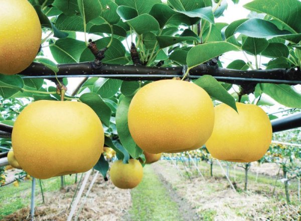 画像5: ☆当店限定！数量限定！＜先行予約販売＞鳥取県大山町産・二十世紀梨（20世紀梨）＆新甘泉　最高ランク “赤秀” ３個ずつの詰め合わせ　合計６玉（４L〜３L）【８月下旬頃より順次発送】※サイズ、玉数のご指定はお受け出来ません。どちらかのサイズ、玉数でのお届けになります。 (5)