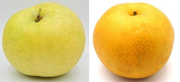 画像7: ☆当店限定！数量限定！＜先行予約販売＞鳥取県大山町産・二十世紀梨（20世紀梨）＆新甘泉　最高ランク “赤秀” ３個ずつの詰め合わせ　合計６玉（４L〜３L）【８月下旬頃より順次発送】※サイズ、玉数のご指定はお受け出来ません。どちらかのサイズ、玉数でのお届けになります。 (7)