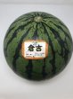画像1: ☆＜予約販売＞倉吉スイカ “秀”　特（1玉、約11ｋｇ）【6月上旬〜7月上旬頃発送】　 (1)