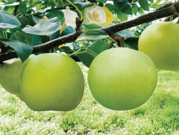 画像2: ☆＜先行予約販売＞『鳥取県限定品種』　なつひめ ５kg 詰 （１６玉入/２Ｌサイズ）“赤秀”【ギフトに最適】【８月中旬より順次発送予定】 (2)